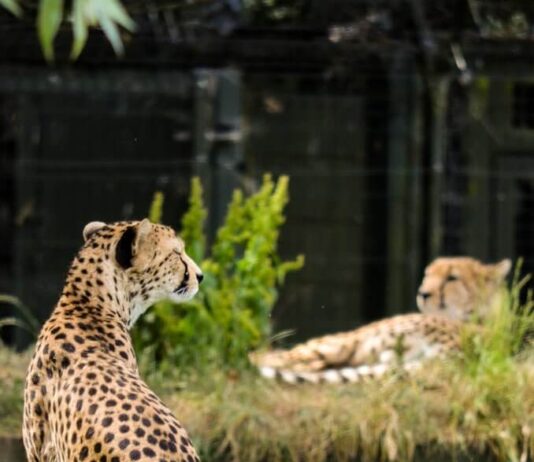 Chester Zoo
