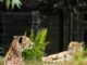 Chester Zoo
