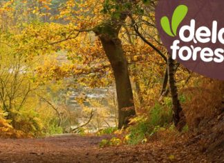 Delamere Forest Delamere Forest