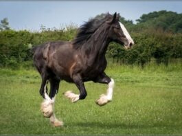 Cotebrook Shire Horse Centre