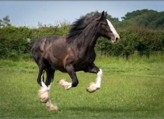 Cotebrook Shire Horse Centre Cotebrook Shire Horse Centre