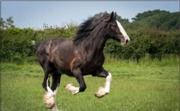 Cotebrook Shire Horse Centre Cotebrook Shire Horse Centre