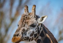 Hotels Near Chester Zoo
