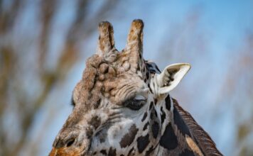 Hotels Near Chester Zoo