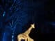 Why Lanterns and Light at Chester Zoo Is the North‑West’s Unmissable Winter Light Trail