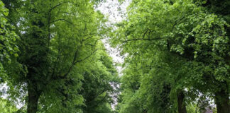 Marbury Country Park