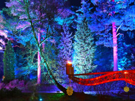 Bedgebury Christmas Lights