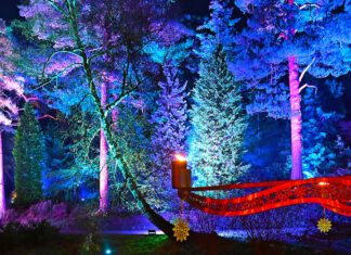 Bedgebury Christmas Lights: Your 2025 Guide to the Magical Light Trail Bedgebury Christmas Lights