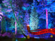 Bedgebury Christmas Lights: Your 2025 Guide to the Magical Light Trail Bedgebury Christmas Lights