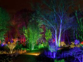 RHS Bridgewater Glow 2025