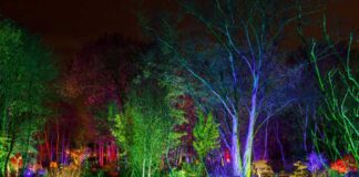 RHS Bridgewater Glow 2025