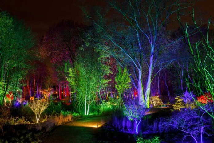 RHS Bridgewater Glow 2025