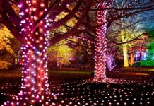 Westonbirt Christmas lights: the ultimate 2025 guide to Enchanted Christmas Westonbirt Christmas Lights 2025