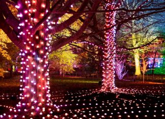 Westonbirt Christmas lights: the ultimate 2025 guide to Enchanted Christmas Westonbirt Christmas Lights 2025
