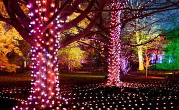 Westonbirt Christmas lights: the ultimate 2025 guide to Enchanted Christmas Westonbirt Christmas Lights 2025