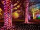 Westonbirt Christmas lights: the ultimate 2025 guide to Enchanted Christmas Westonbirt Christmas Lights 2025