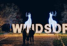 Windsor Great Park Illuminated: The Complete 2025 Visitor Guide Windsor Great Park Illuminated